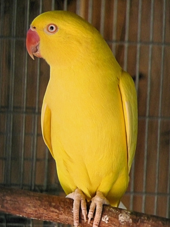 Yellow Bird image 1