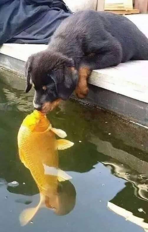 Puppy and Fish